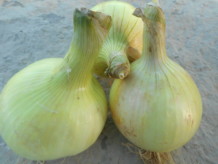 Onion-Spanish Improved (Organic)